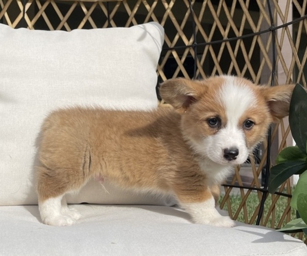 Medium Photo #5 Pembroke Welsh Corgi Puppy For Sale in KERMAN, CA, USA