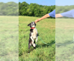 Small #2 Australian Shepherd Mix