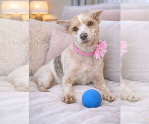 Mutt Dogs for adoption in Bon Carbo, CO, USA