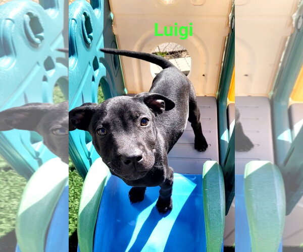 Medium Photo #6 Australian Shepherd-Unknown Mix Puppy For Sale in Des Moines, IA, USA