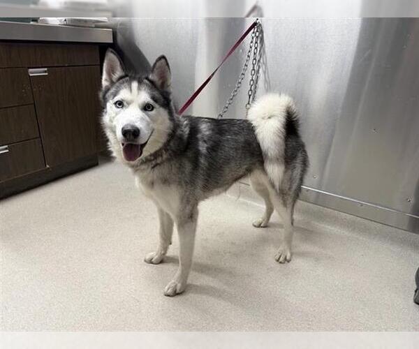Medium Photo #1 Siberian Husky Puppy For Sale in Fairbanks, AK, USA