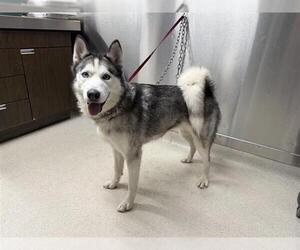 Siberian Husky Dogs for adoption in Fairbanks, AK, USA