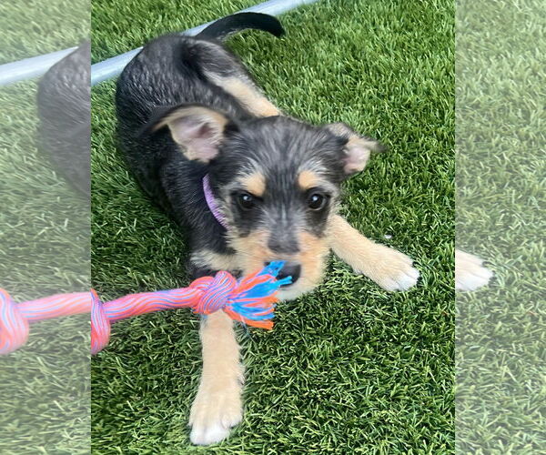 Medium Photo #7 Mutt Puppy For Sale in Corona, CA, USA