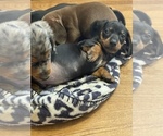 Small Photo #16 Dachshund Puppy For Sale in ROCK HILL, SC, USA