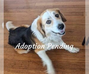 Beago Dogs for adoption in Valrico, FL, USA