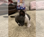 Small Photo #19 French Bulldog Puppy For Sale in HIGHLAND VILLAGE, TX, USA