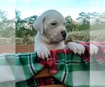 Small Photo #6 American Bandogge Puppy For Sale in TOMBALL, TX, USA