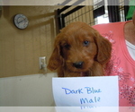 Small Photo #4 Goldendoodle (Miniature) Puppy For Sale in ALLIANCE, NE, USA