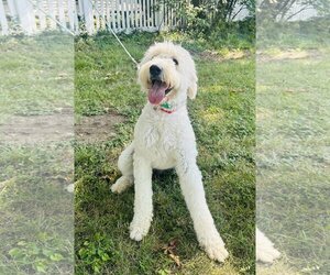 Goldendoodle Dogs for adoption in Germantown, OH, USA