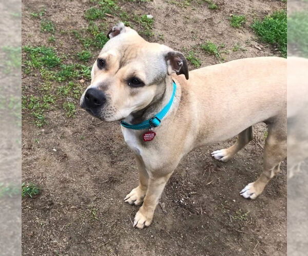 Medium Photo #1 American Staffordshire Terrier-Chinese Shar-Pei Mix Puppy For Sale in WESTHAMPTON, MA, USA