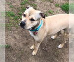 Small American Staffordshire Terrier-Chinese Shar-Pei Mix