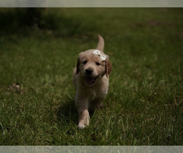 Medium Photo #8 Golden Retriever Puppy For Sale in FOUR OAKS, NC, USA
