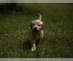 Small Photo #8 Golden Retriever Puppy For Sale in FOUR OAKS, NC, USA
