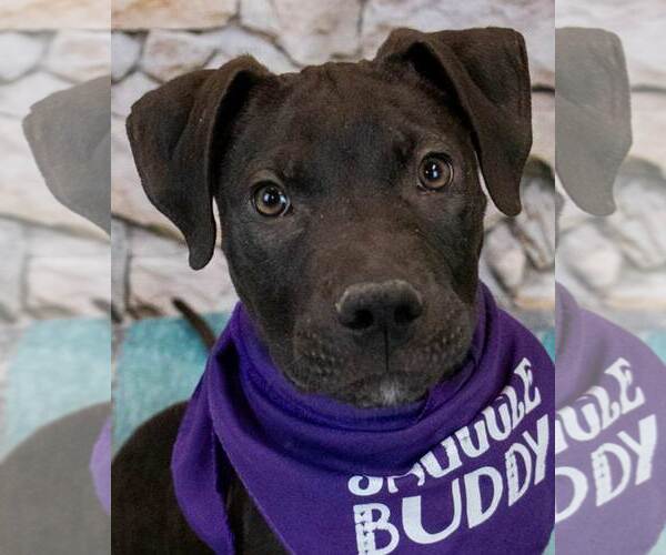 Medium Photo #1 Labrador Retriever-Unknown Mix Puppy For Sale in Kennesaw, GA, USA