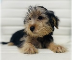 Small Photo #8 Morkie Puppy For Sale in CINCINNATI, OH, USA