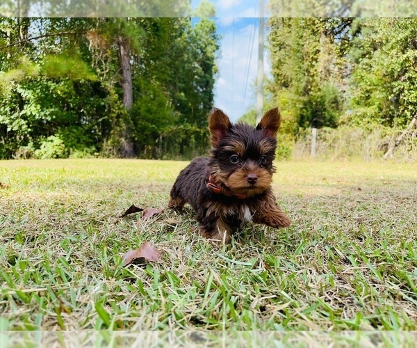 Medium Photo #2 Yorkshire Terrier Puppy For Sale in LOCUST GROVE, GA, USA