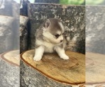 Small #3 Pomsky