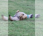 Small #4 American Staffordshire Terrier