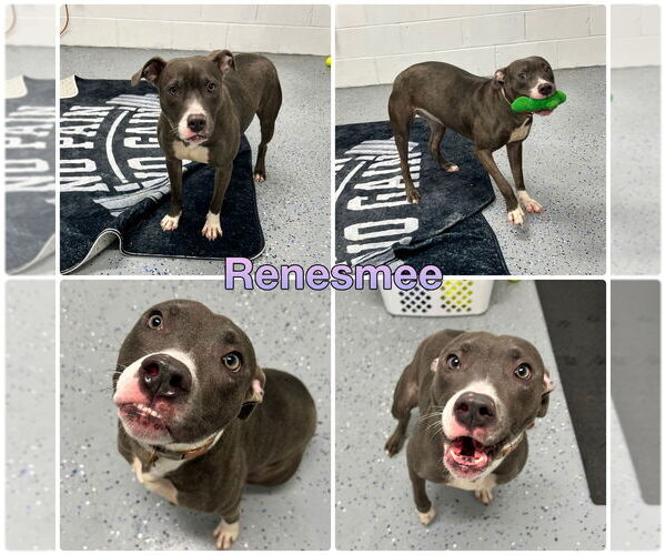 Medium Photo #1 American Staffordshire Terrier Puppy For Sale in Pierceton , IN, USA