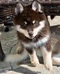 Puppy 5 Maltese-Siberian Husky Mix