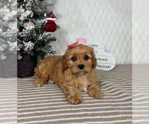 Cavapoo (Miniature) Puppy for sale in GREENFIELD, IN, USA