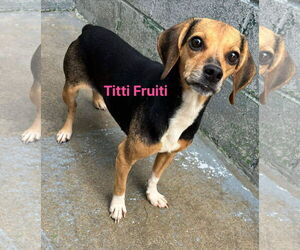 Beagle-Unknown Mix Dogs for adoption in Rustburg, VA, USA