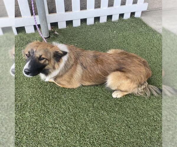Medium Photo #1 Border Collie-Unknown Mix Puppy For Sale in Modesto, CA, USA