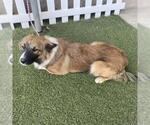 *TYCE - Male Border Collie-Unknown Mix Dog for Adoption - Small photo