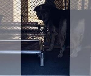 German Shepherd Dog Dogs for adoption in Corpus Christi, TX, USA