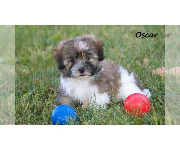 Medium Photo #1 Havanese Puppy For Sale in CLARE, MI, USA