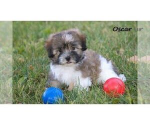 Havanese Puppy for sale in CLARE, MI, USA