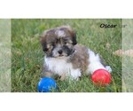 Small Havanese