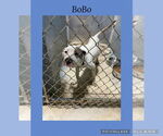 Small #1 American Pit Bull Terrier Mix