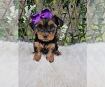 Layla - Female Yorkshire Terrier Puppy for Sale - Photo #4