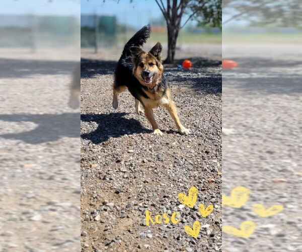 Medium Photo #4 German Shepherd Dog-Unknown Mix Puppy For Sale in Monte Vista, CO, USA