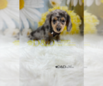 Small Photo #3 Dachshund Puppy For Sale in RIPLEY, MS, USA