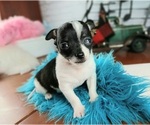 Small #3 Chihuahua