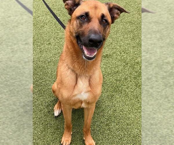 Medium Photo #2 German Shepherd Dog-Unknown Mix Puppy For Sale in Fayetteville, NC, USA