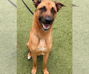 CREED - Female German Shepherd Dog-Unknown Mix Dog for Adoption - Photo #2