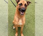 Small Photo #2 German Shepherd Dog-Unknown Mix Puppy For Sale in Fayetteville, NC, USA