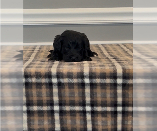 Medium Photo #44 Bernedoodle-Labradoodle Mix Puppy For Sale in MILFORD, NJ, USA