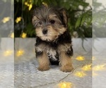 Small #4 Morkie