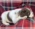 Small Photo #6 Brittany Puppy For Sale in GRANVILLE, MA, USA