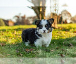 Small Photo #8 Pembroke Welsh Corgi Puppy For Sale in WARSAW, IN, USA
