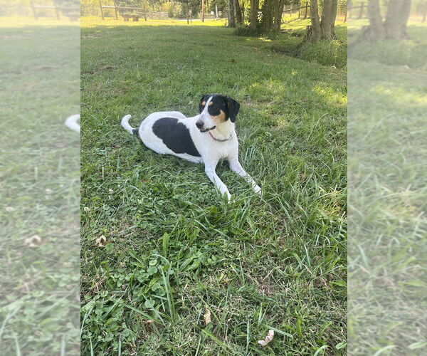 Medium Photo #8 Collie-Coonhound Mix Puppy For Sale in Osgood, IN, USA