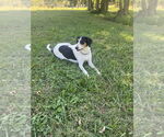Small #7 Collie-Coonhound Mix