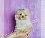 Puppy Nugget Pomeranian