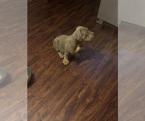 American Bully Puppy for Sale in GLASSPORT, Pennsylvania USA