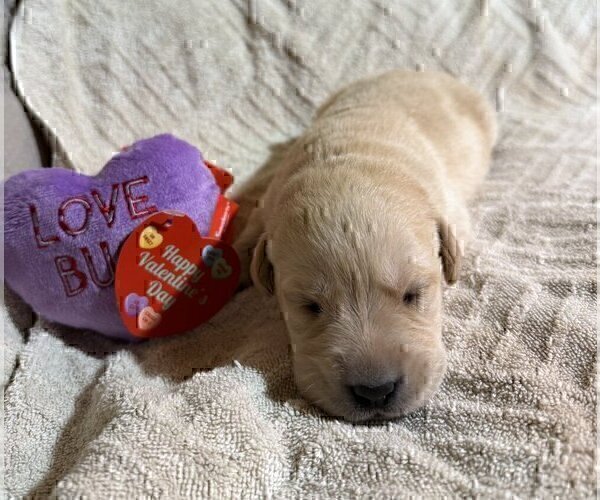 Medium Photo #7 Labrador Retriever Puppy For Sale in HIGH POINT, NC, USA