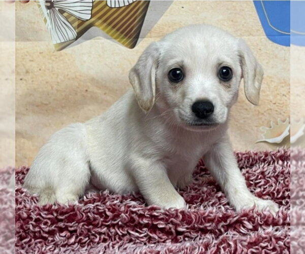 Medium Photo #2 Cheagle Puppy For Sale in Lakewood, CO, USA